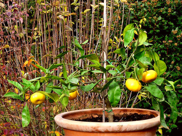 Mandarinier - Citrus reticulata - deliciosa - Le Temps des Fleurs