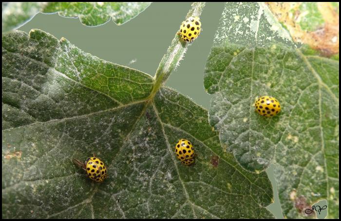 Coccinelle à 22 points.