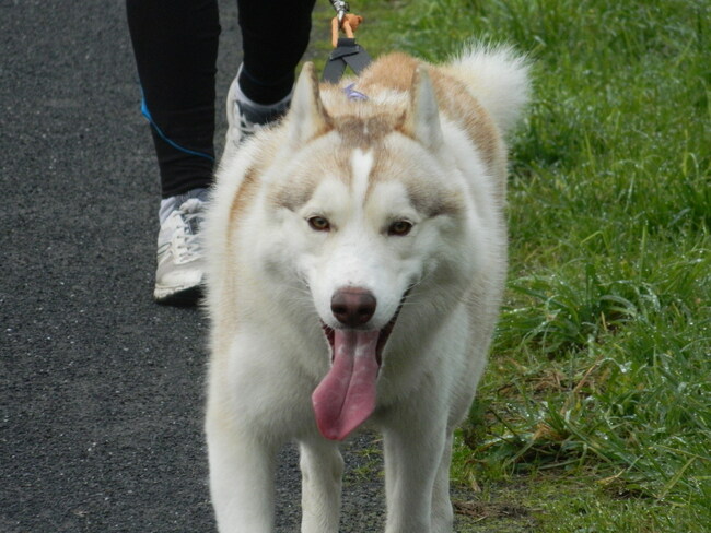 Entrainemement siberian husky