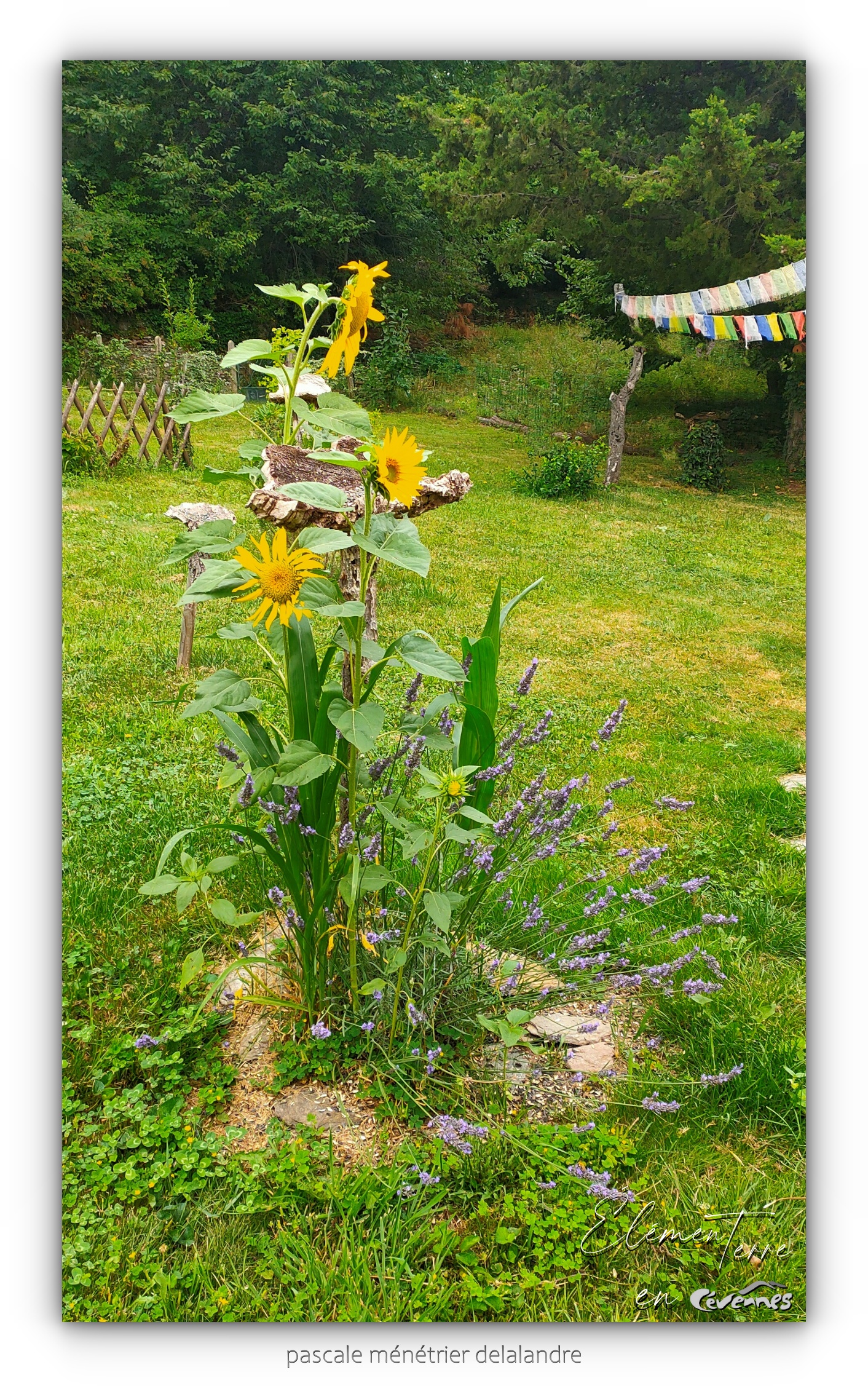 18/07/2024 ( Tournesols semés par les oiseaux