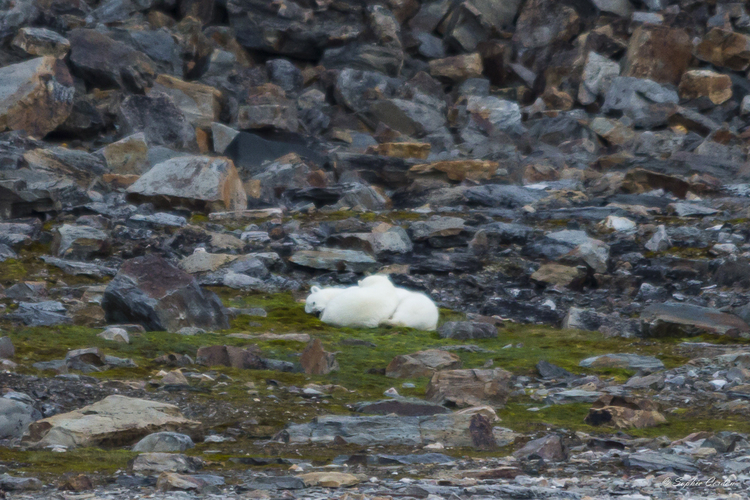 De Minebukta à Reliktbukta