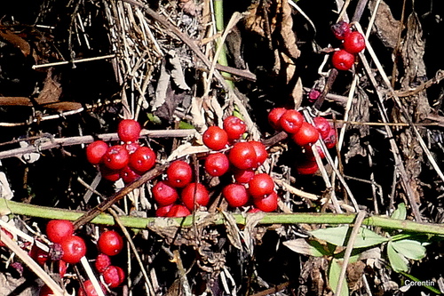 De petites baies rouges !