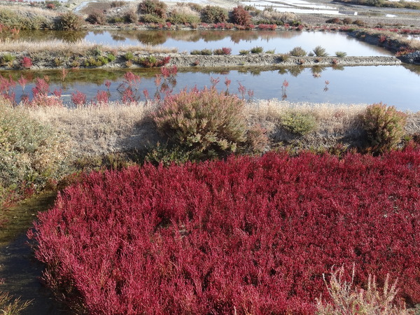 Les marais salants aux couleurs de l'automne