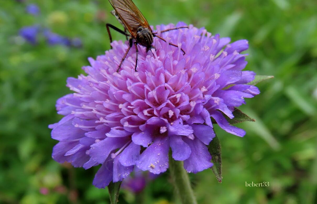 rencontres avec des insectes 