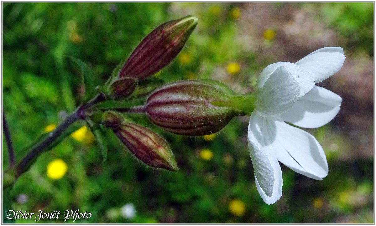 Balades / 1, 3 & 4 Mai 2018