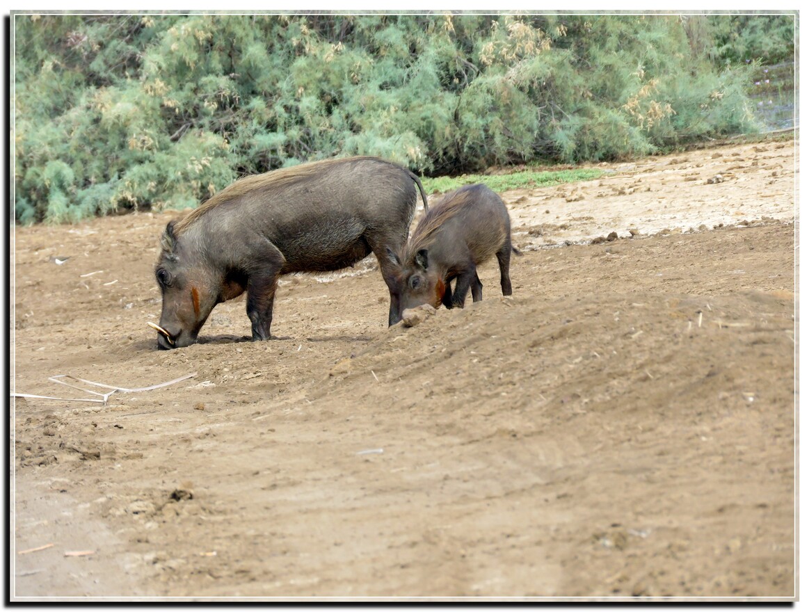 DJOUDJ  ANIMAUX  DE  RENCONTRE  DEC 2019