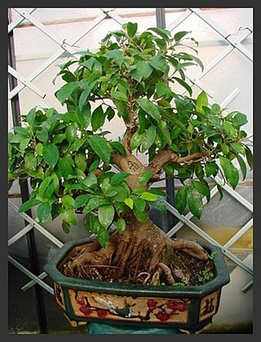 ficus retusa-1