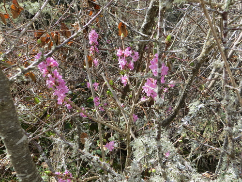 Fleurs roses