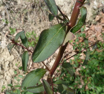 Antirrhinum majus - gueule de loup