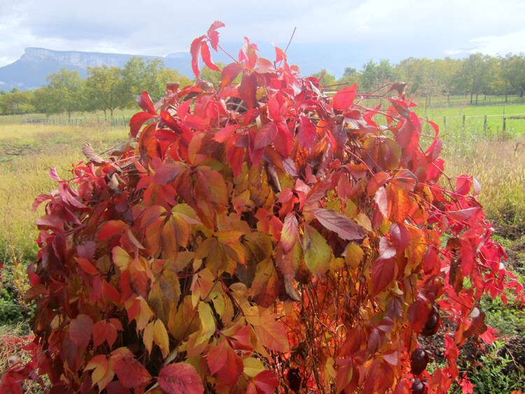 L'automne à la campagne ..