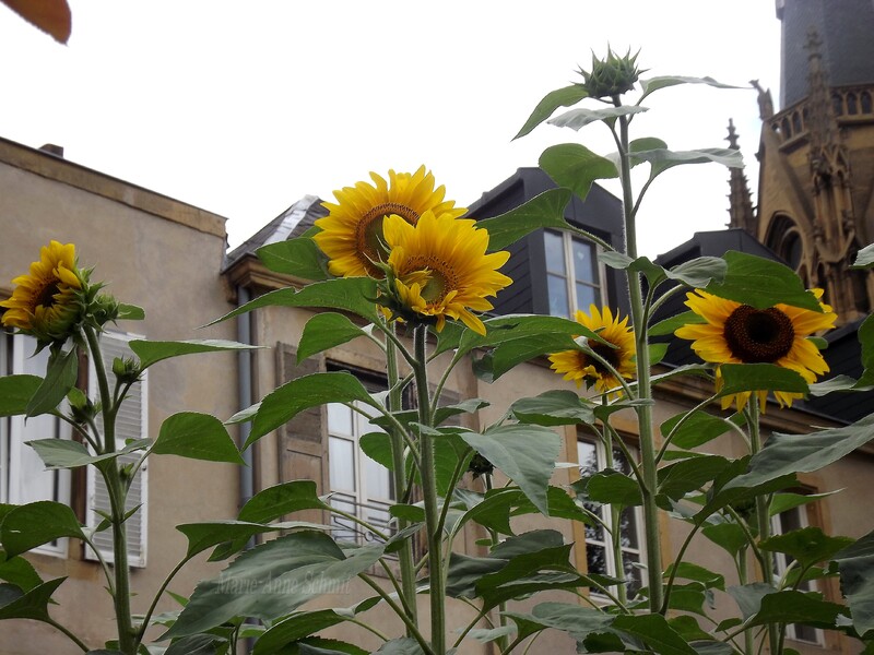 Des soleils en jardinières.