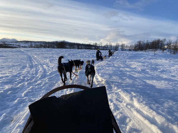 Musher en arctique