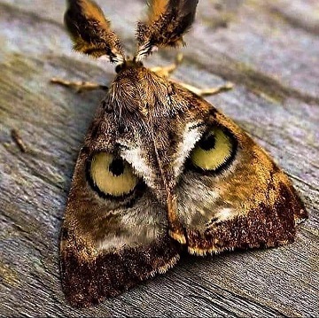 Un papillon hibou c'est chouette ... 