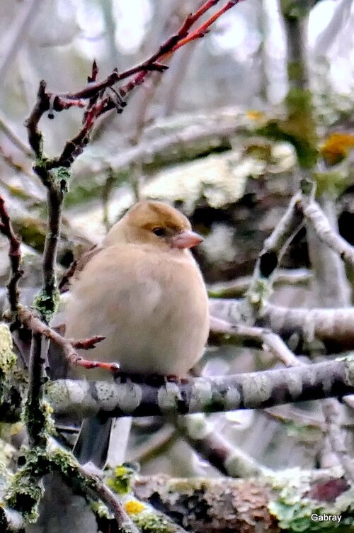 Des oiseaux en hiver