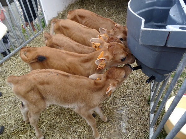 Visite de la ferme de la Guette, à Recey sur Ource, exploitation laitière biologique