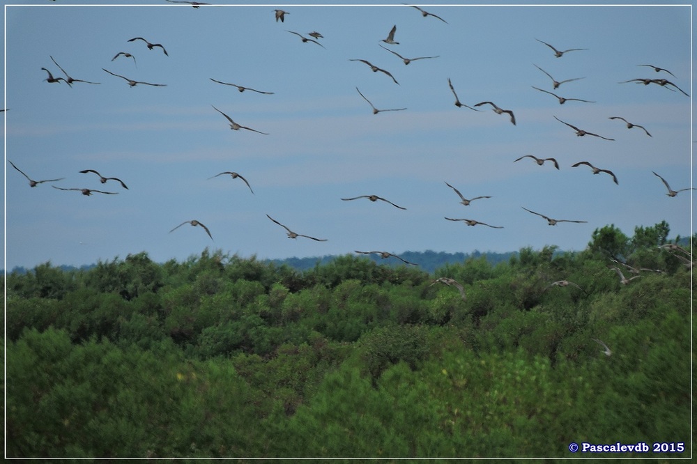 Réserve ornitho du Teich - fin Juilet 2015 - 6/9