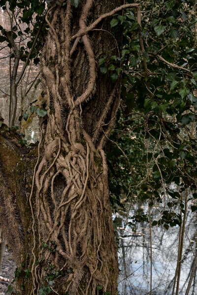 2022.03.13 Bois de la Bâtie (département Isère) 1