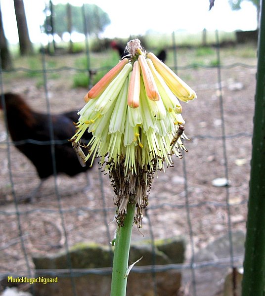 Kniphofia-juin-2011 1208 (Copier)