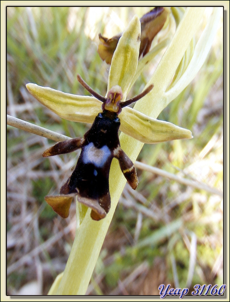 Ophrys mouche (Ophrys insectifera) - Aurignac - 31  (Flore)