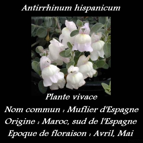 Antirrhinum hispanicum 
