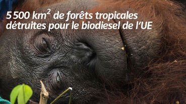 400 km2 de forêts tropicales détruites pour le biodiesel