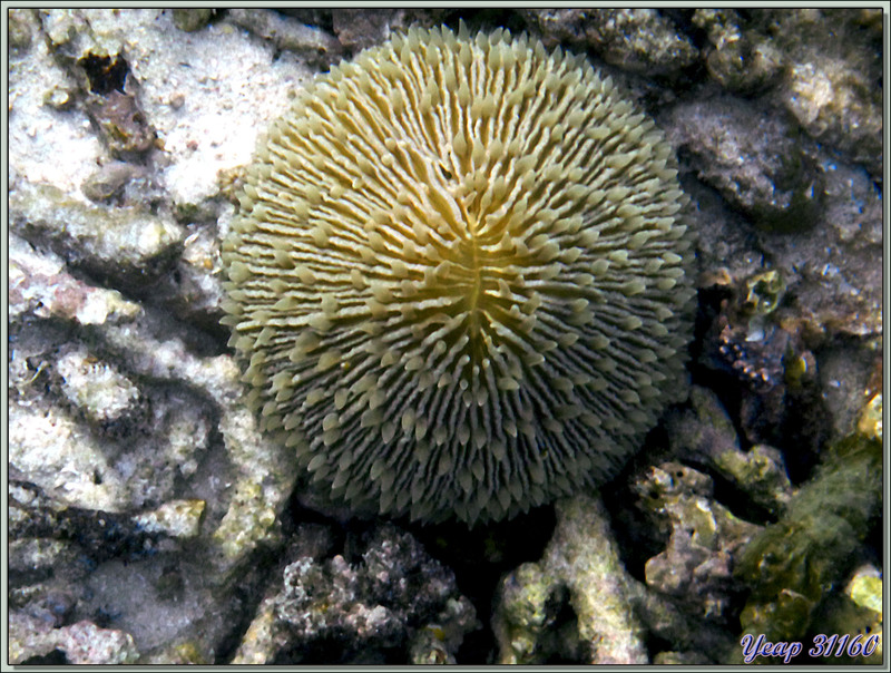 Avantage du manque de lumière : Corail champignon (Fungia fungites) sortant ses tentacules - Anse Takamaka - Mahé - Seychelles