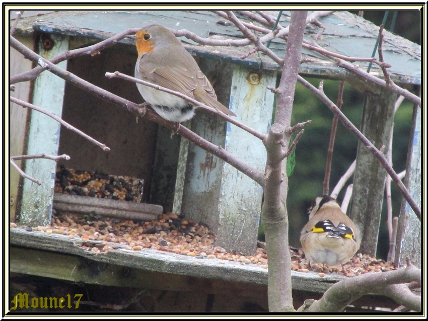 Dans le jardin