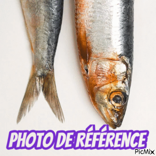 Dessin et peinture _ vidéo 3629 : Comment peindre un poisson argenté aux reflets bleu-vert: la sardine ? - acrylique ou huile.