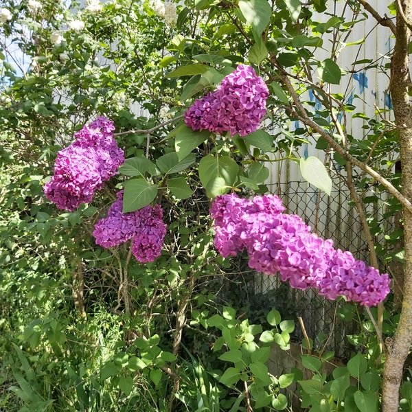 Le lilas est arrivé