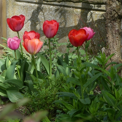 Avril dit tulipes...