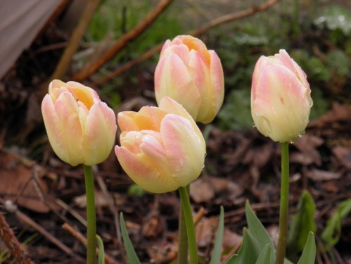 nouvelles-tulipes.jpg