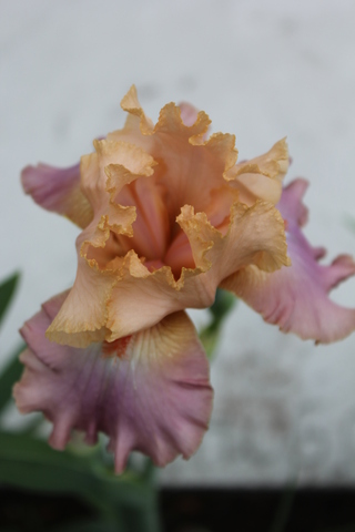 Iris rose sur mauve 'Goodbye heart' de Bourdillon