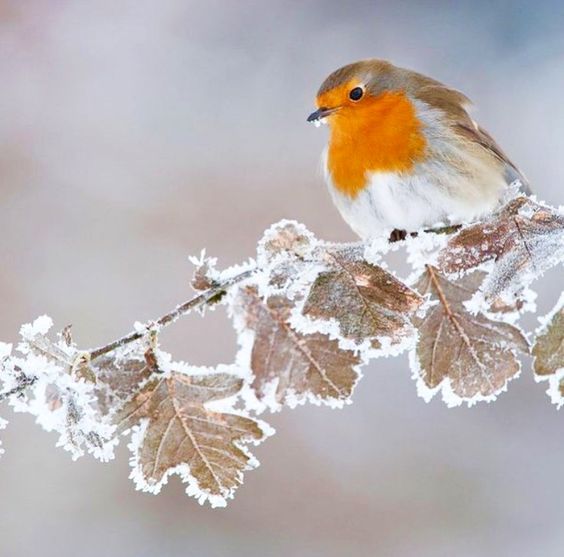 Robin (Erithacus rubecula)