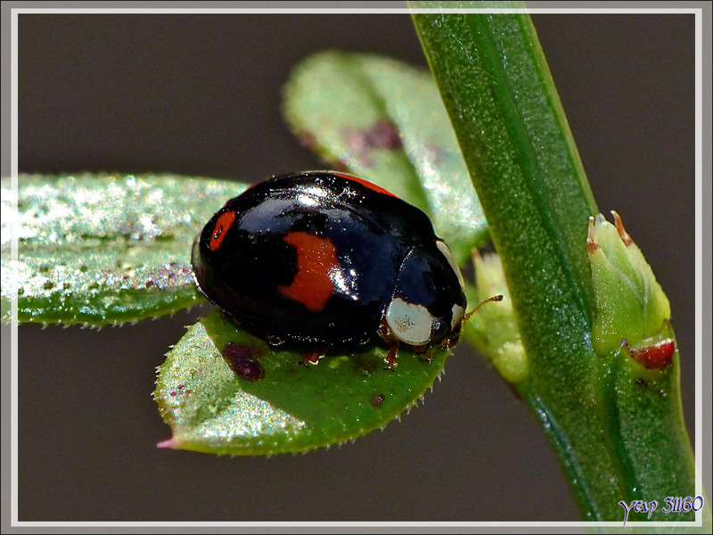 Coccinelle asiatique forme deux taches (Harmonia axyridis forme conspicua) - Lartigau - Milhas - 31