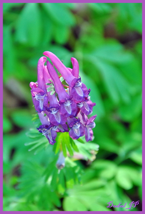 Corydale à bulbe creux (corydalis cava).