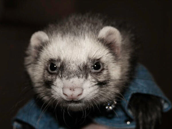 Furet