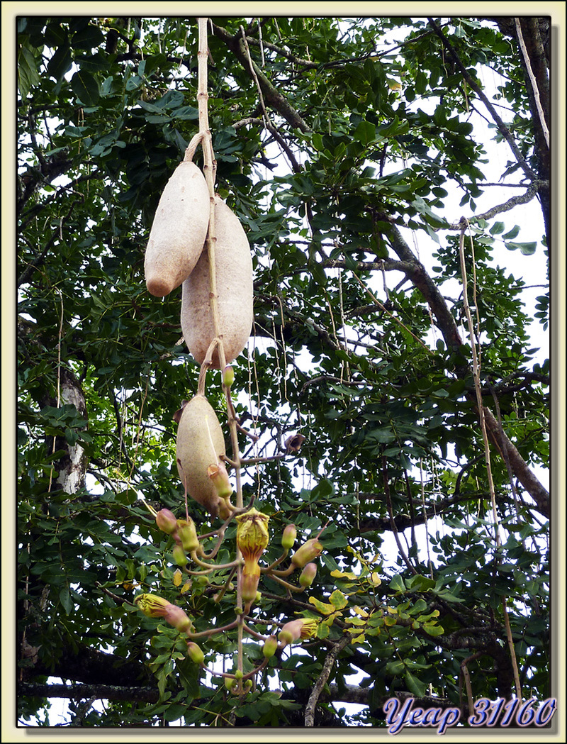 Arbre à saucisses ou saucissonnier (Kigelia africana) - Taiohae - Nuku Hiva - Iles Marquises - Polynésie française