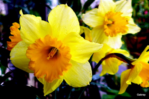 Dans mon jardin : des fleurs ...