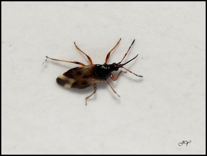 Anthocoris nemorum.