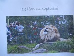 Quatrième exposé "Les lions"