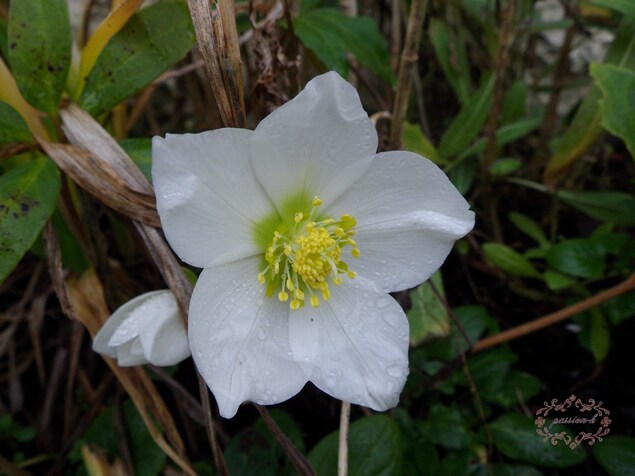 un petit tour au jardin