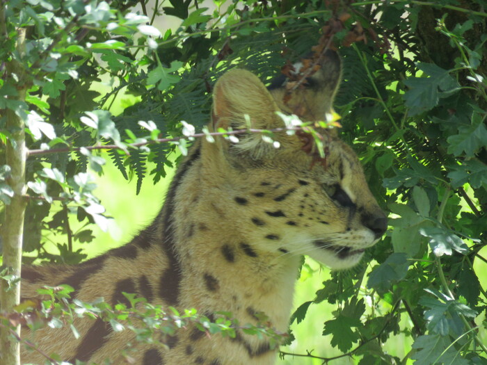 Zoo de la Boissière Du Doré (10).