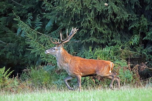 Rencontre avec un cerf 