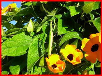 - Les 1ères Bac pro Aménagements identifient les plantes à massifs -