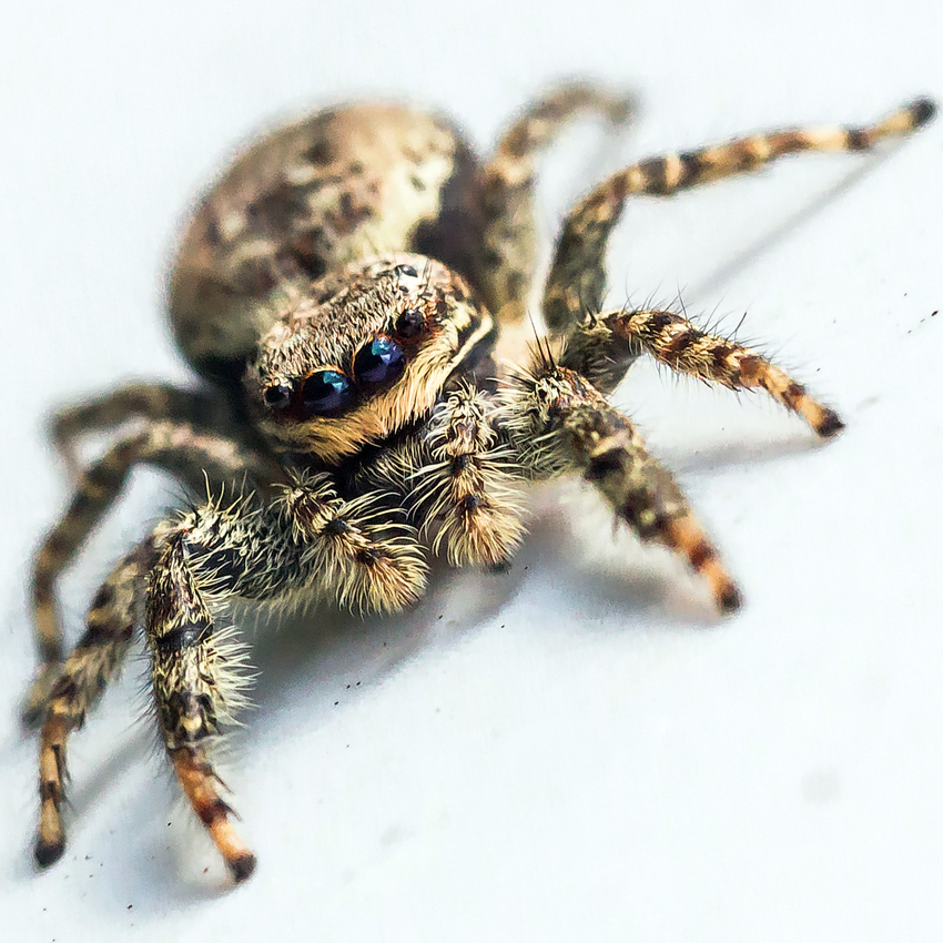 Quel regard !  (saltique Marpissa muscosa)