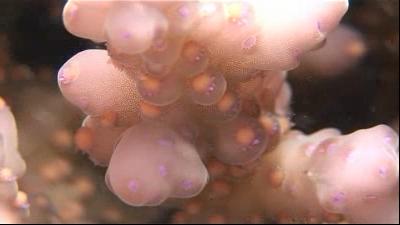 La ponte du corail à la loupe - Hienghène - Nouvelle Calédonie - Babou Plongée