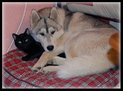 rencontre chiot et chaton