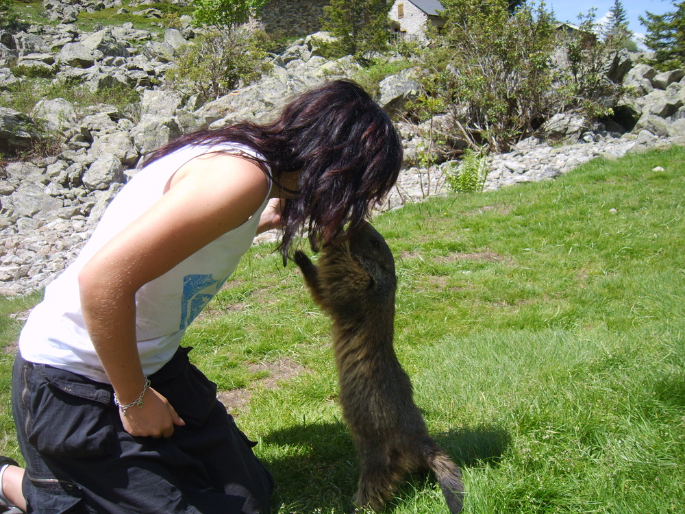 les Marmottes par Lili 