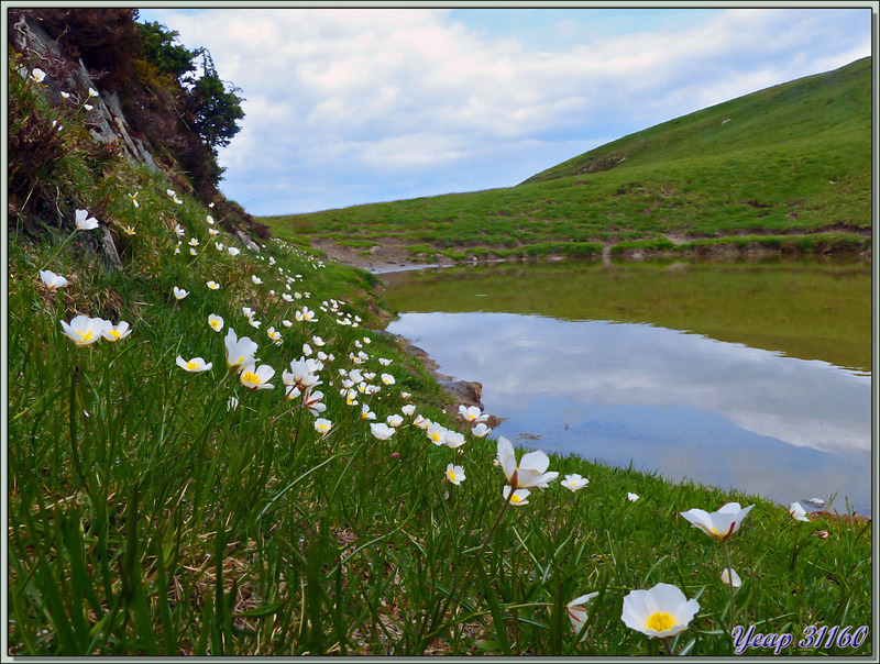 Randonnée à Couledoux, à la limite Haute-Garonne / Ariège vers Pale Grande / Piéjau : Renoncules des Pyrénées (Ranunculus pyrenaeus) au Col de Consires