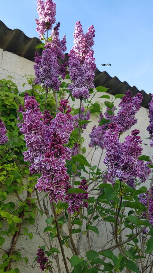 Vive le lilas!